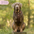 Tough Trails™ Harness - Walkies Ready® Chocolate Brown