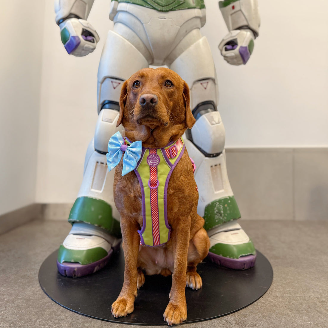 Disney© Sailor Bow - Buzz Lightyear