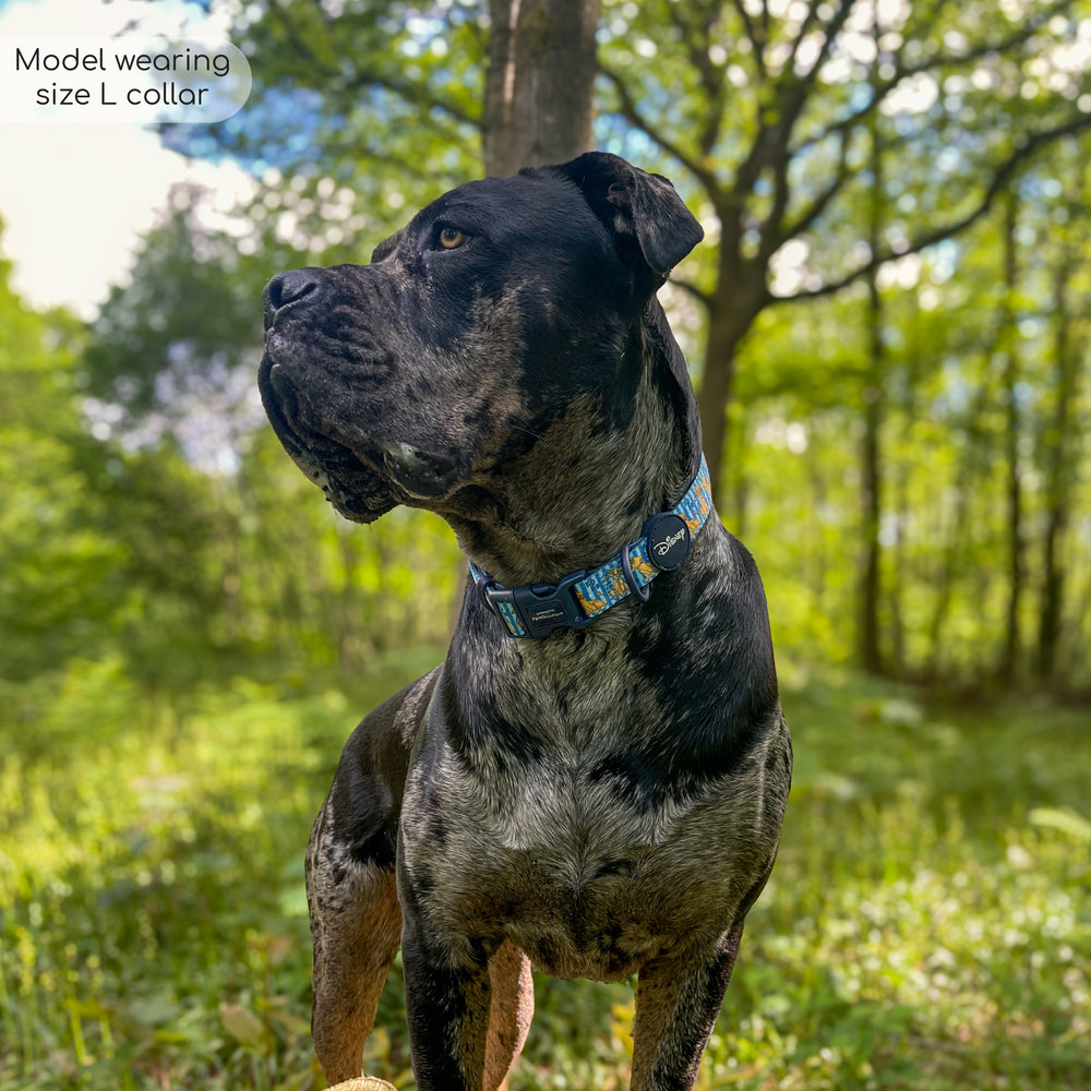 Disney© Collar - Simba