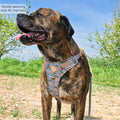 Disney© Tough Trails™ Harness - Lion Friends