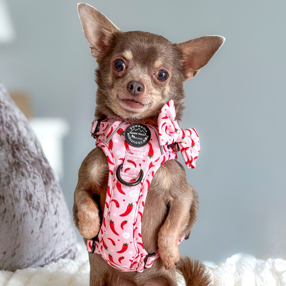 Bow Tie - Chilli Dog