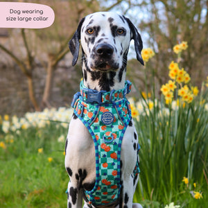 Collar - Fruit Punch