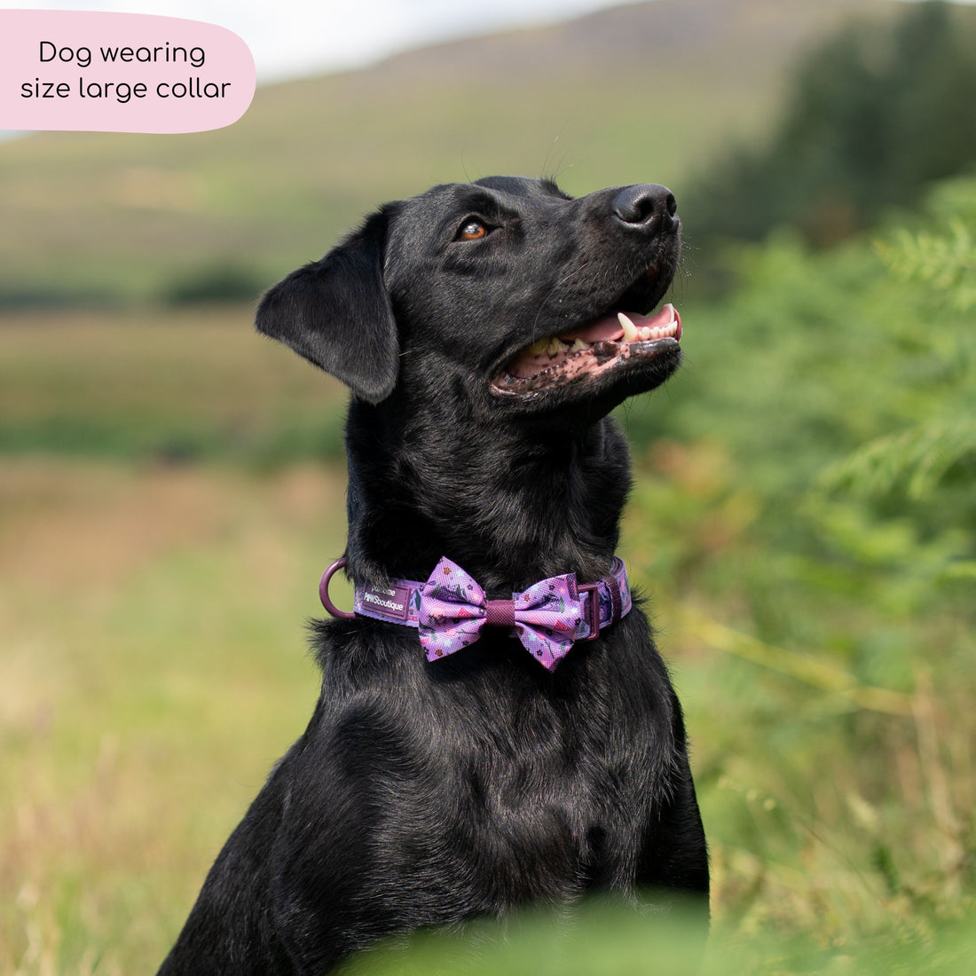 Collar - Roaming Wild