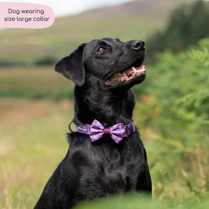 Collar - Roaming Wild