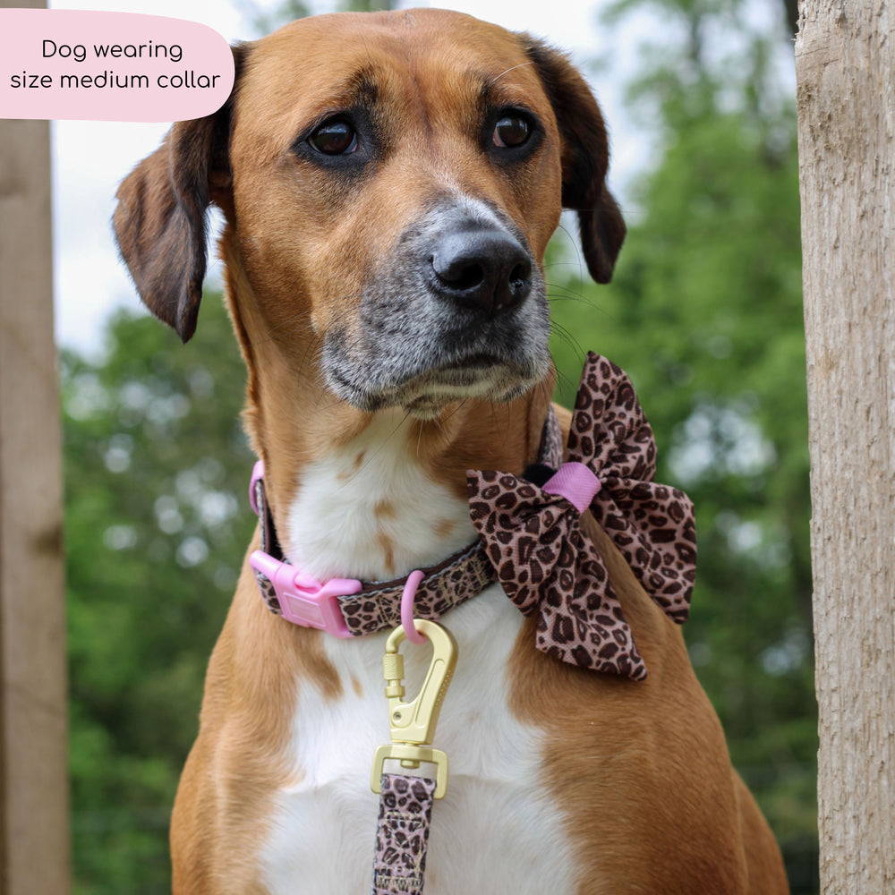 Collar - Leopard Print