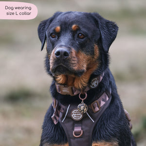 Collar – Walkies Ready® Chocolate Brown