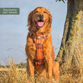 Tough Trails™ Harness -  Golden Acre