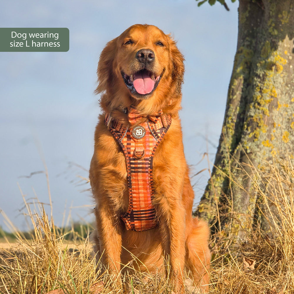 Tough Trails™ Harness -  Golden Acre