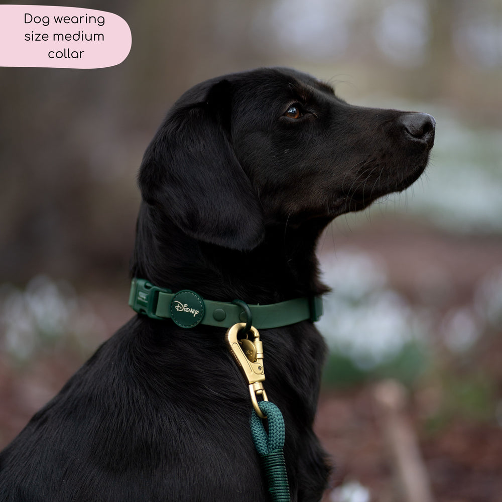 Disney© Waterproof Collar - Jungle Book