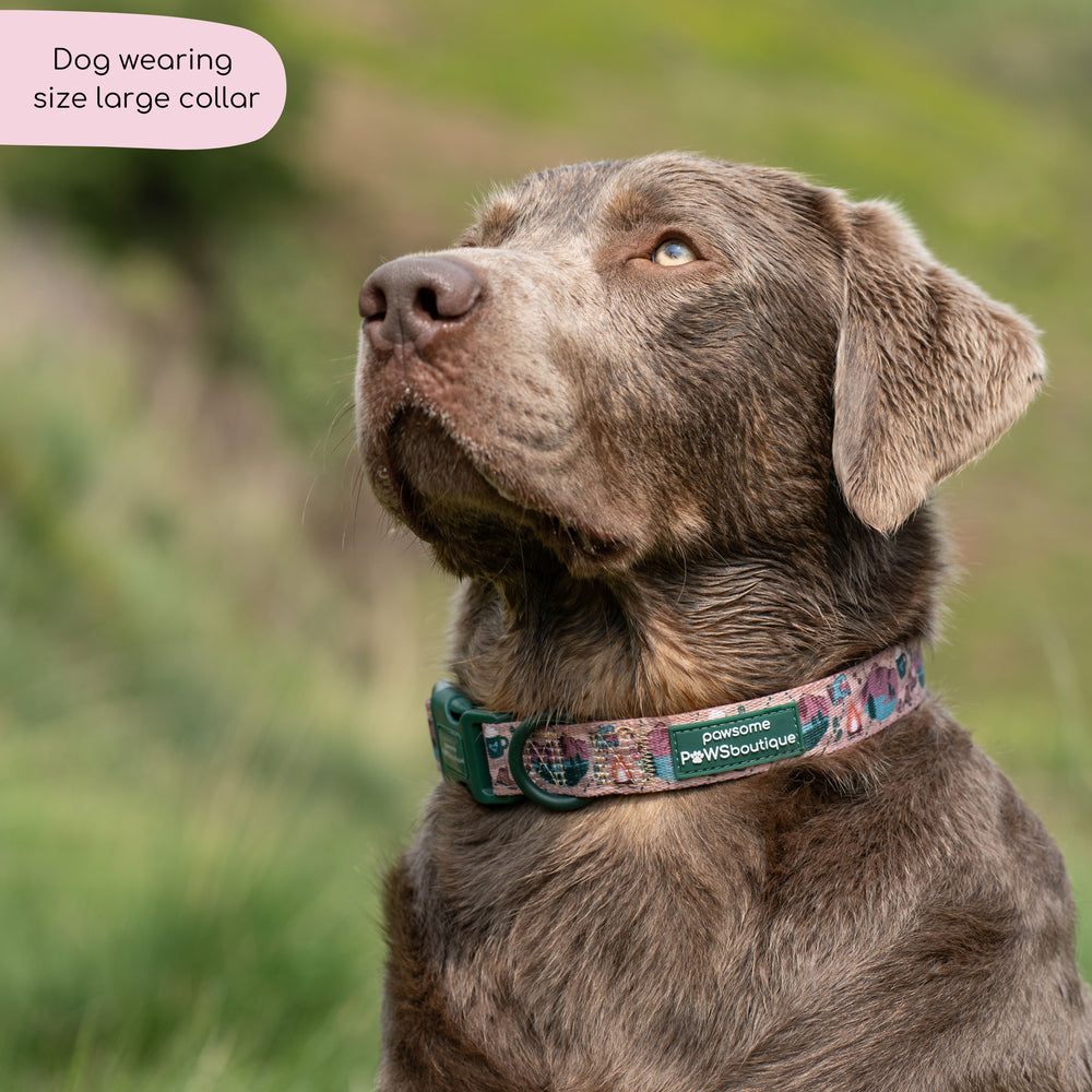 Collar - Adventure Awaits