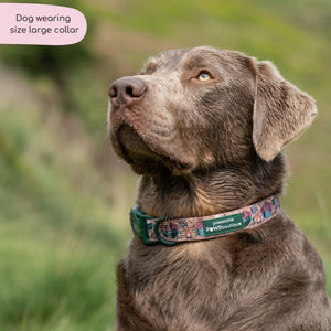 Collar - Adventure Awaits