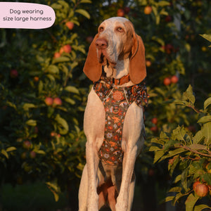 Tough Trails™ Harness - Rust & Bloom