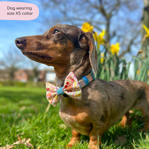 Collar - Summer Vacay