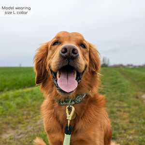 Collar - Walkies Ready® Forest Green