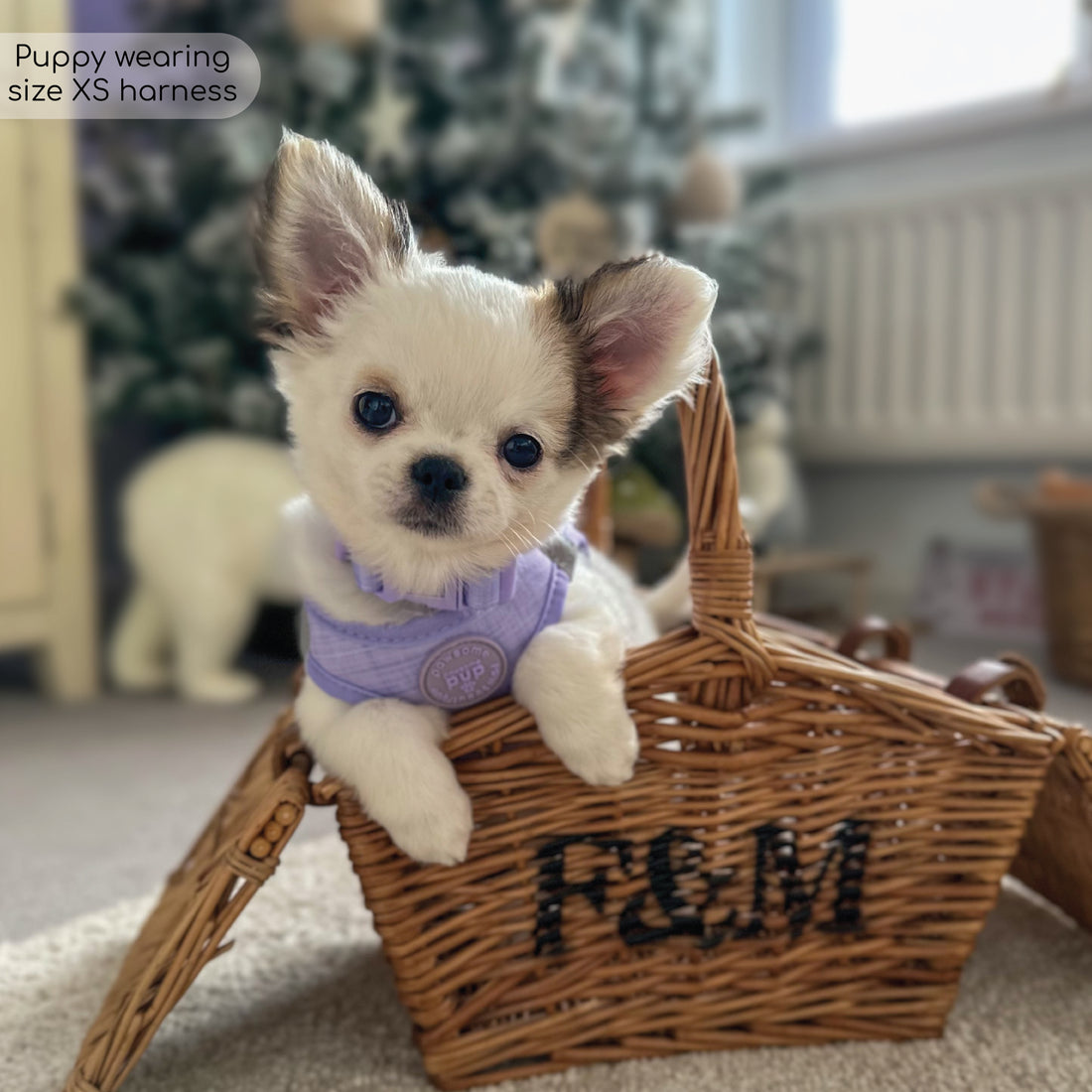 Pawsome Pup Harness - Lilac