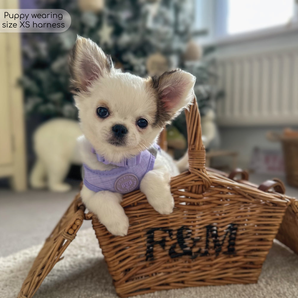 Pawsome Pup Harness - Lilac