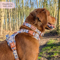 Paddington™ Collar - Peckish Paddington