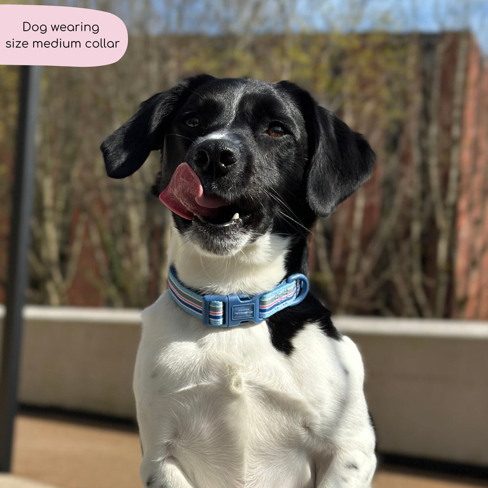 Collar - Sailor Stripes