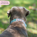Collar - Stay Spicy