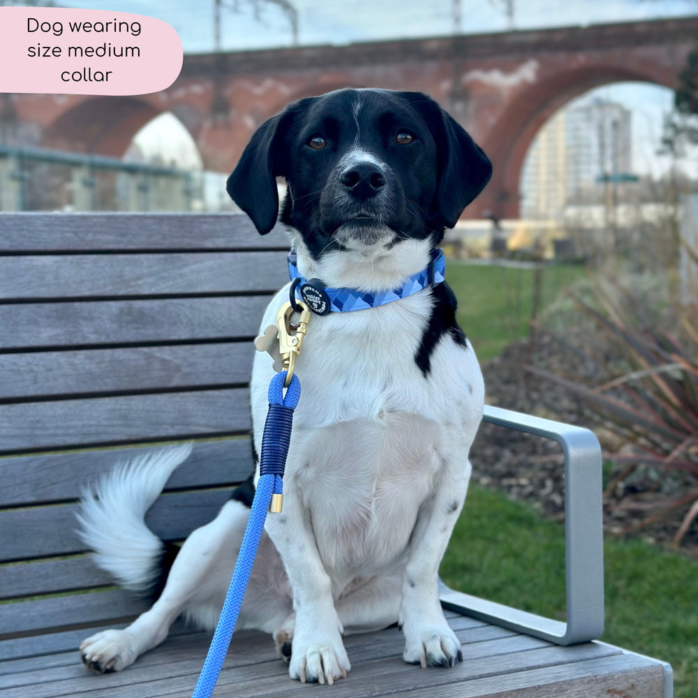 Collar - Walkies Ready® Cornflower Blue