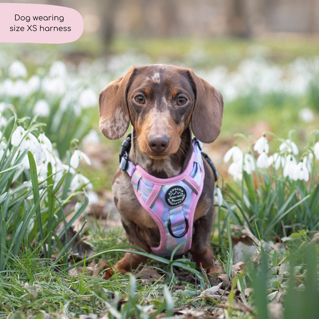 Tough Trails™ Harness - PPB Pastel Swirl