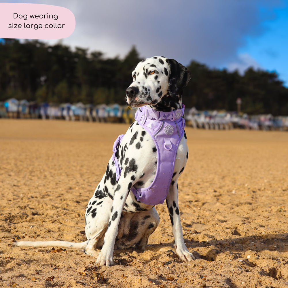 Collar - Walkies Ready® Lavender Lilac