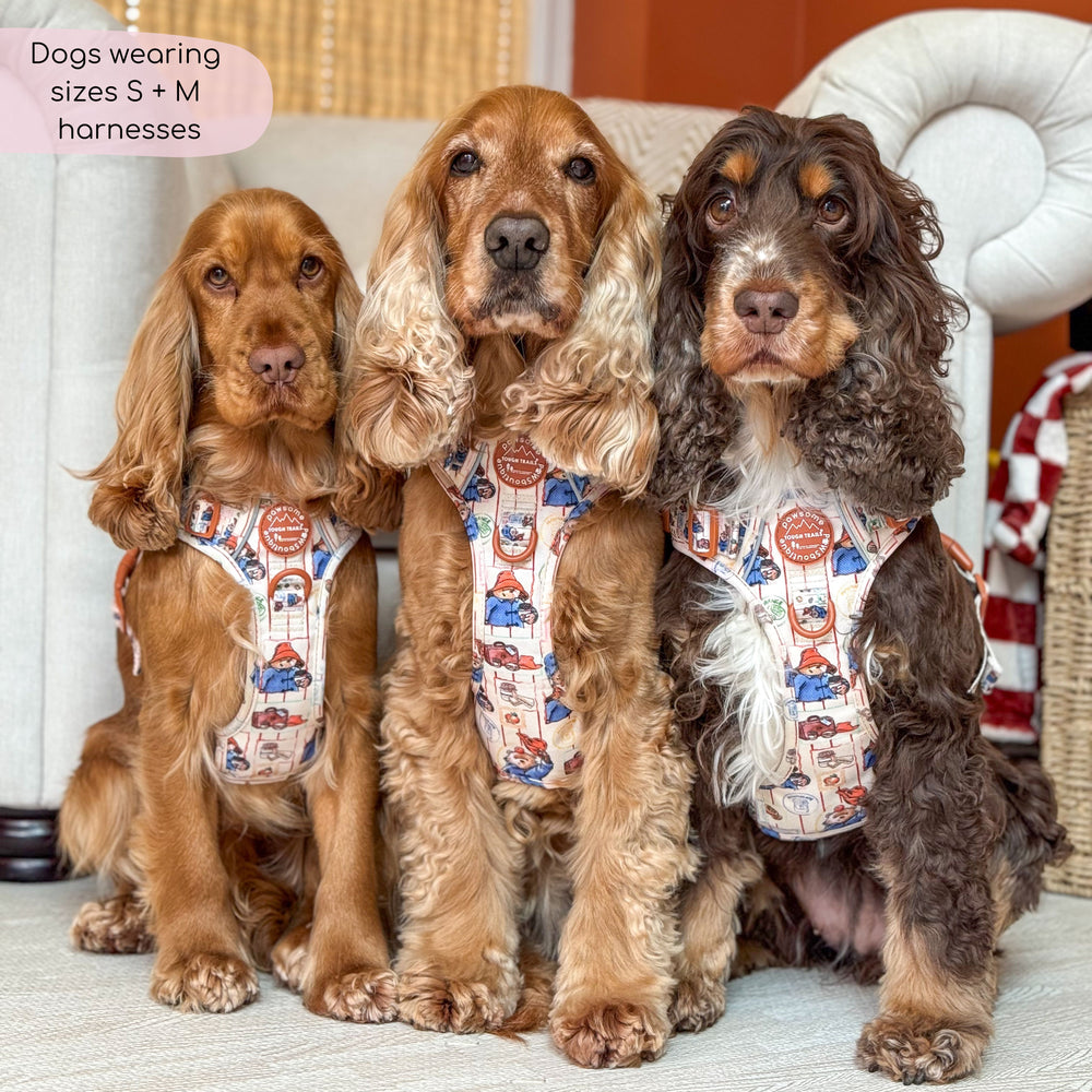 Paddington™ Tough Trails™ Harness - Peckish Paddington