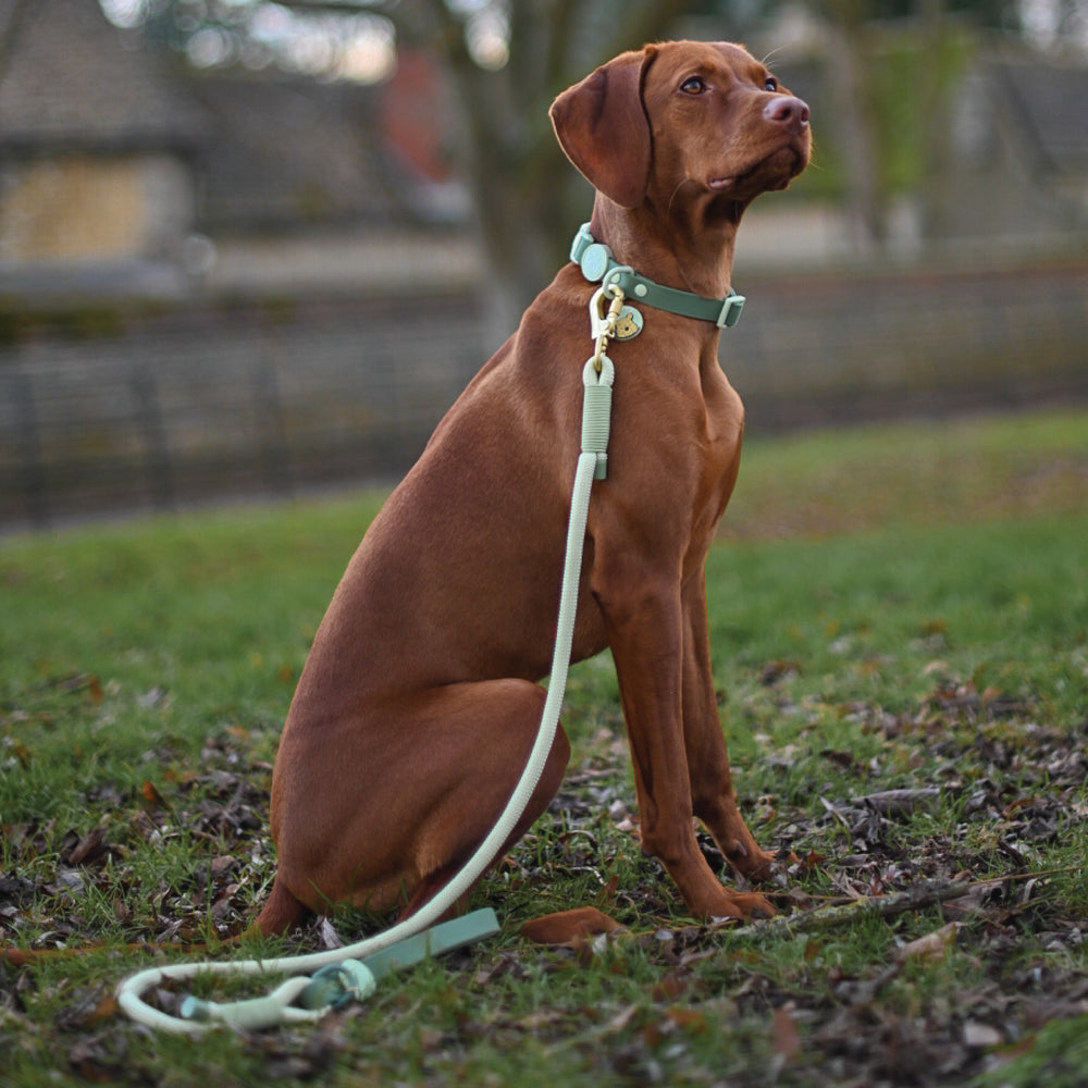 Disney© 4ft Rope Lead - 100 Aker Wood - Light and Dark Green