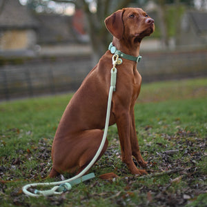 Disney© 4ft Rope Lead - 100 Aker Wood - Light and Dark Green