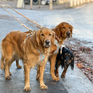 Disney© 4ft Rope Lead - Winnie The Pooh - Beige and Brown