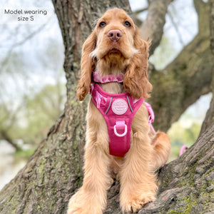 Collar - Walkies Ready® Raspberry Pink