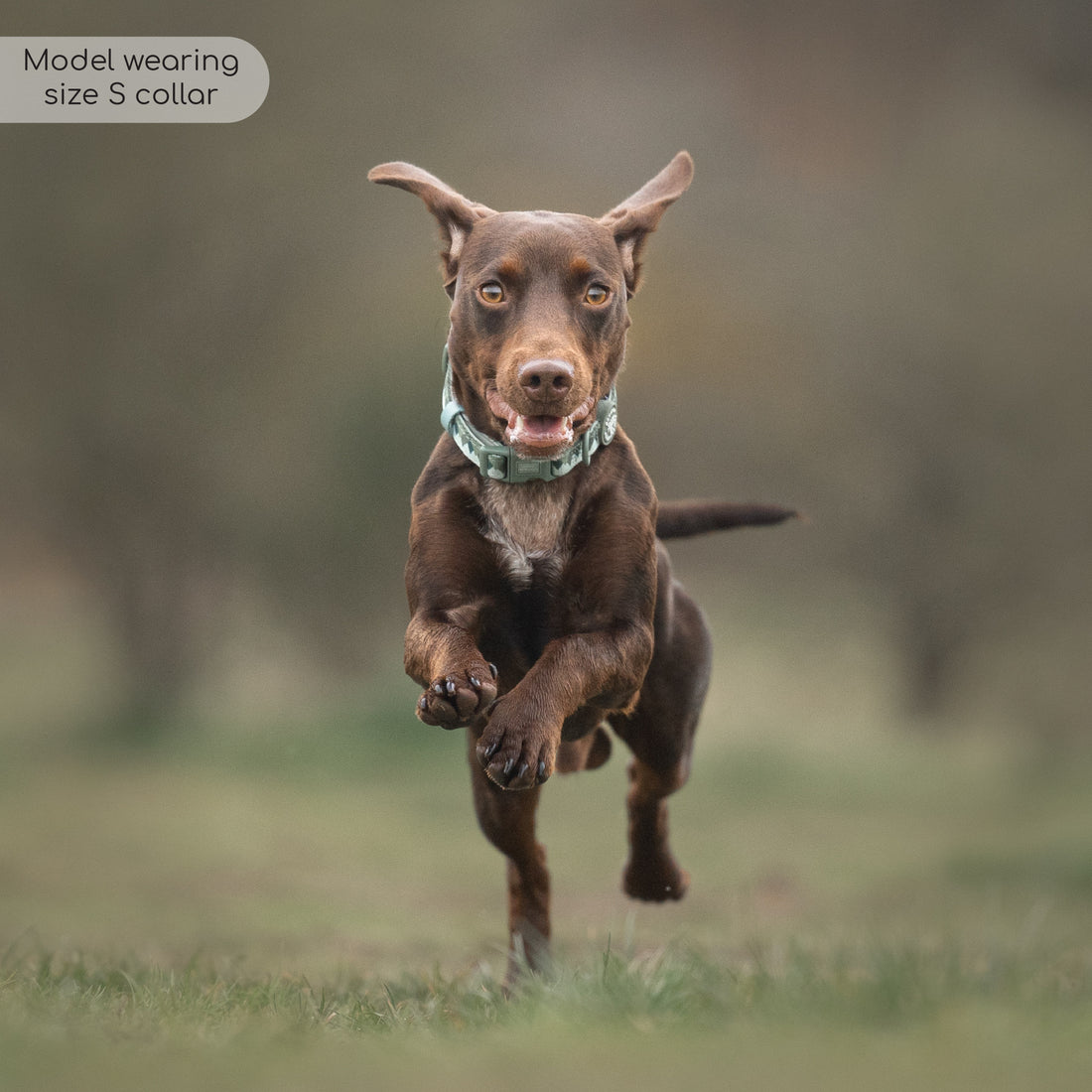 Collar - Walkies Ready® Forest Green