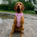 Disney© Tough Trails™ Harness - Nala