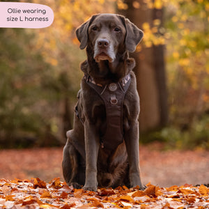 Tough Trails™ Harness - Walkies Ready® Chocolate Brown