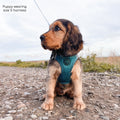 Pawsome Pup Harness - Emerald