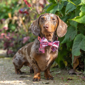 Bow Tie - Mean Girls