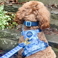 Disney© Waterproof Collar - Eeyore