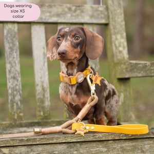 Disney© Waterproof Collar - Woody