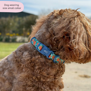 Collar - Fruit Punch