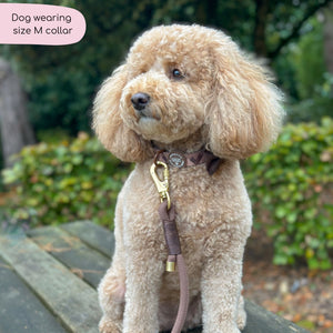 Collar – Walkies Ready® Chocolate Brown