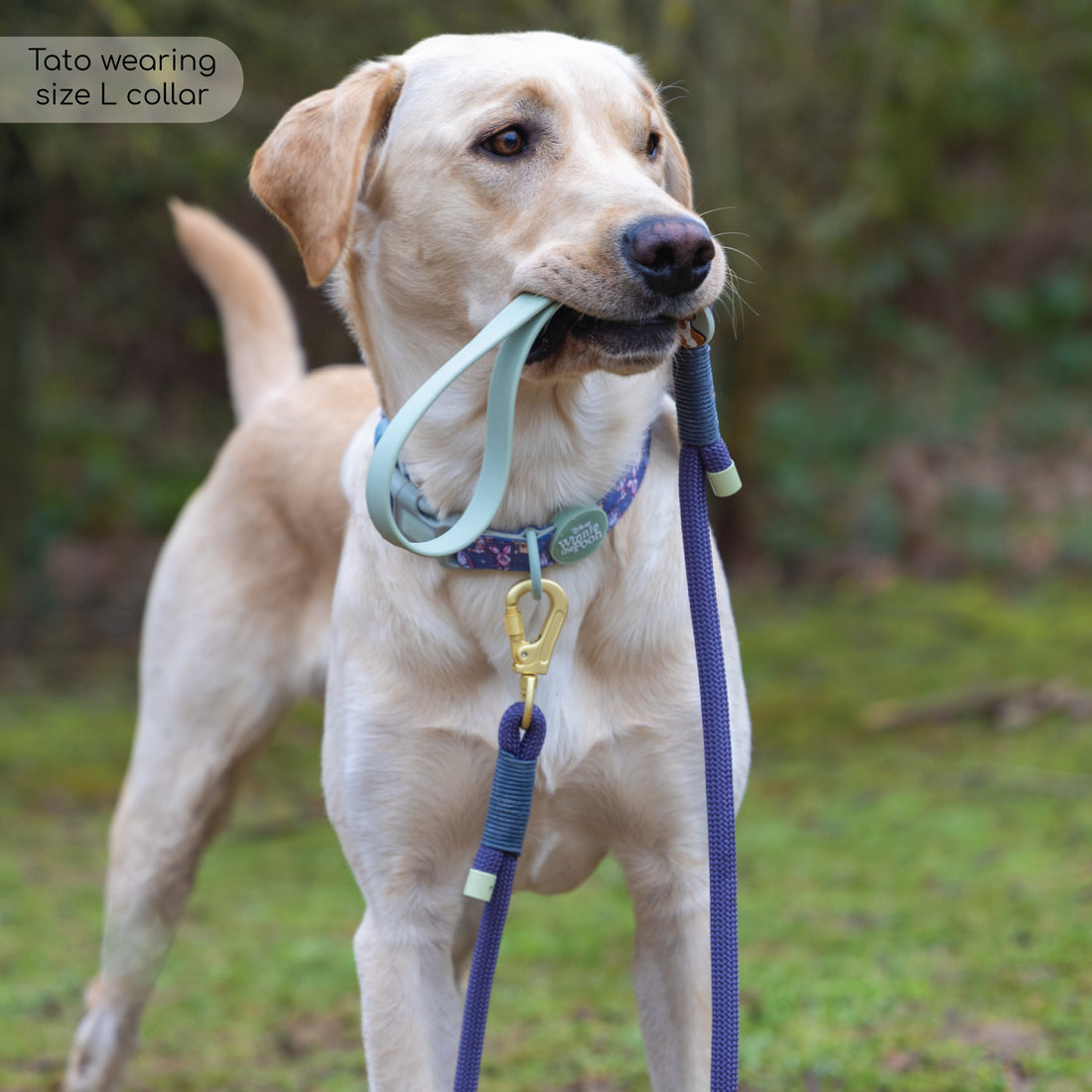 Disney© 4ft Rope Lead - Winnie + Friends - Sage and Blue