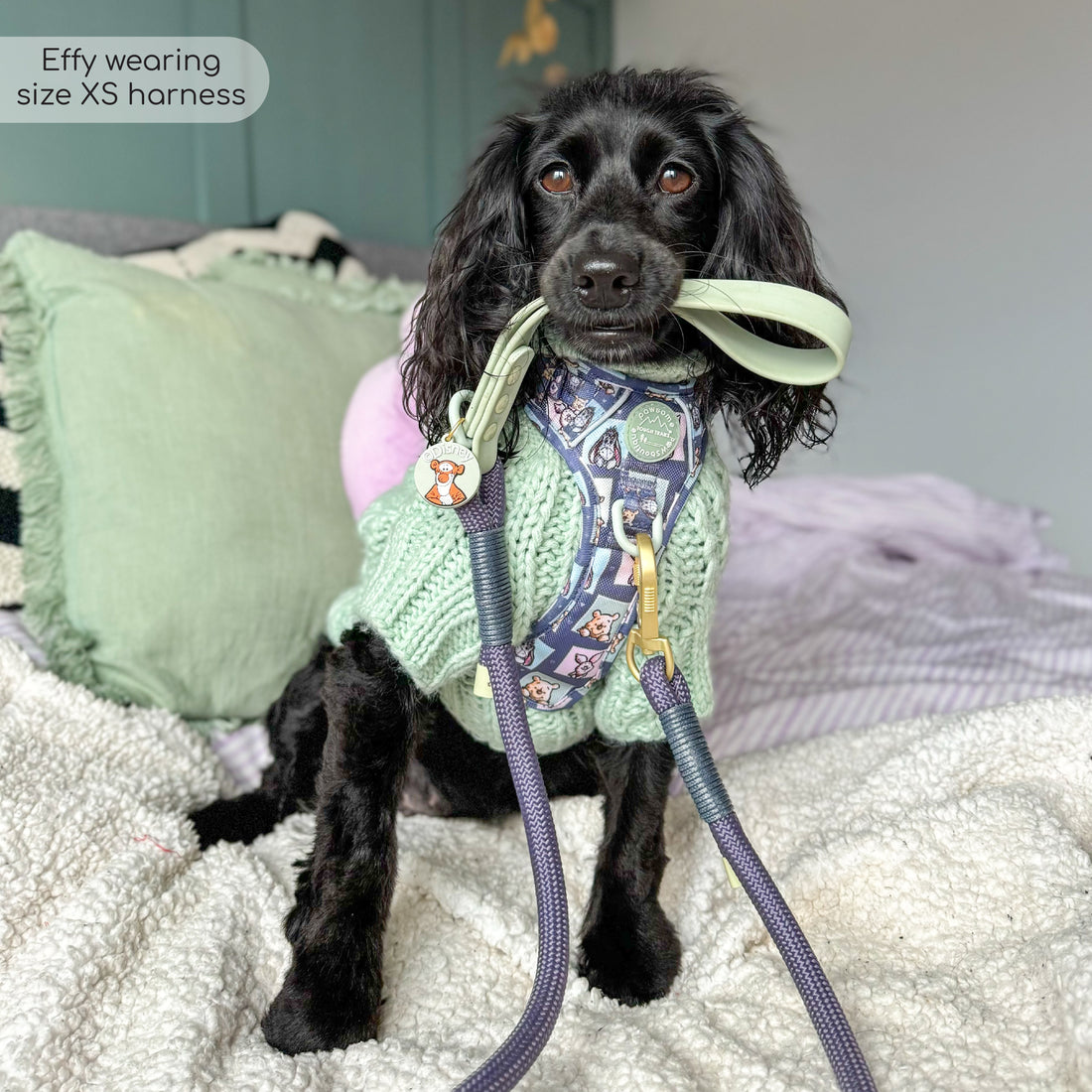 Disney© 4ft Rope Lead - Winnie + Friends - Sage and Blue