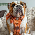 Tough Trails™ Harness -  Golden Acre
