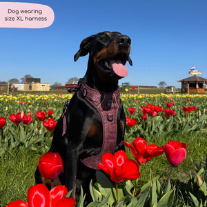 Tough Trails™ Harness - Country Burgundy