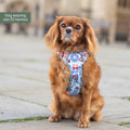 Paddington™ Tough Trails™ Harness - Christmas