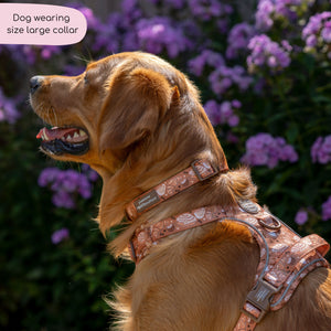 Collar - Cinnamon Spice