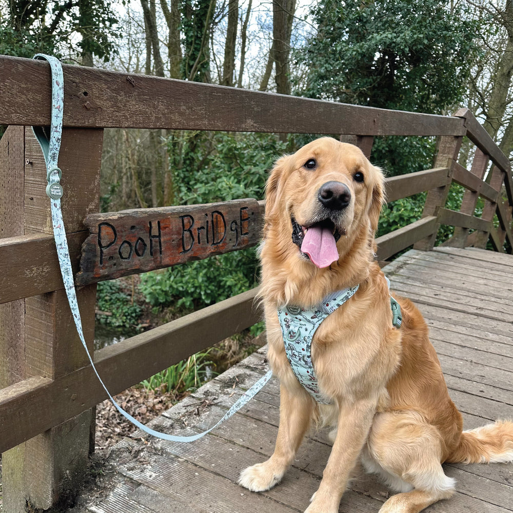 Disney© Lead - 100 Aker Wood