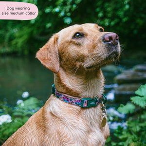 Collar - Adventure Awaits