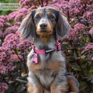 Waterproof Collar - Mean Girls