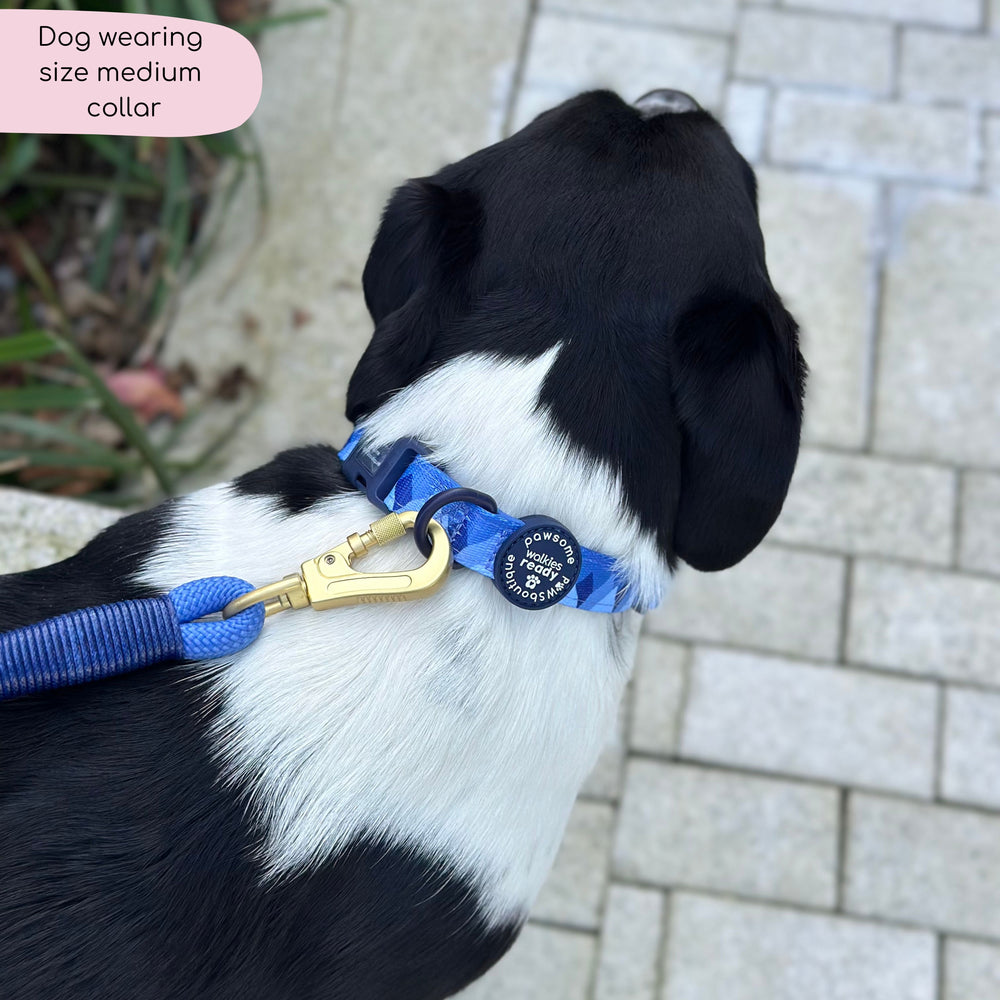 Collar - Walkies Ready® Cornflower Blue